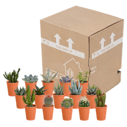 House of cactus Cactus en vetplanten mix 5.5 cm | 15 stuks - in terracotta pot (8720387961153)