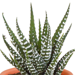 House of cactus Cactus en vetplanten mix 5.5 cm | 15 stuks - in terracotta pot (8720387961153)