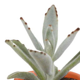 House of cactus Cactus en vetplanten mix 5.5 cm | 15 stuks - in terracotta pot (8720387961153)