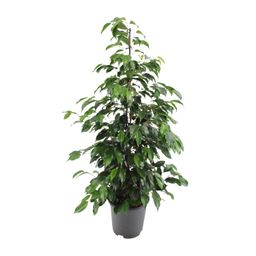 Ficus benjamina Danielle (8720634289269)