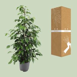 Ficus benjamina Danielle (8720634289269)