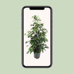 Ficus benjamina Danielle (8720634289269)