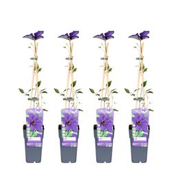 Hoogeveen 4x - Clematis The President - ↨65cm - Ø15 (8720955321051)
