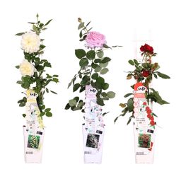Hoogeveen 3x - Rosa mix - ↨65cm - Ø15 (8720955321228)