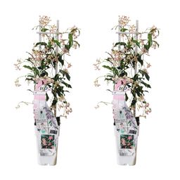 Hoogeveen 2x - Trachelospermum 'Star of Ibiza' - ↨65cm - Ø15 (8720955321235)