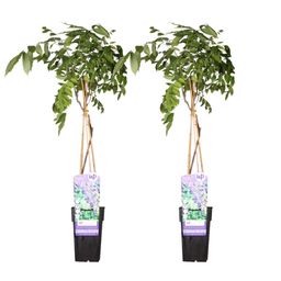 Hoogeveen 2x Wisteria sinensis 'Prolific' - ↨65cm - Ø15 (8720955321327)