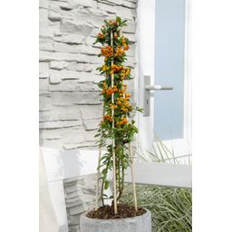 Hoogeveen 3x - Pyracantha 'Orange Glow' - ↨65cm - Ø15 (8720955320764)