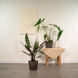Alocasia Zebrina - Alocasia Lauterbachiana (8720955320030)