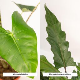 Alocasia Zebrina - Alocasia Lauterbachiana (8720955320030)