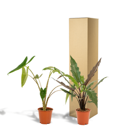 Alocasia Zebrina - Alocasia Lauterbachiana (8720955320030)