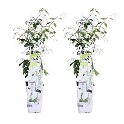 Hoogeveen 2x - Trachelospermum 'Star of Venice' - ↨65cm - Ø15 (8720955321259)