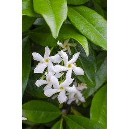 Hoogeveen 2x - Trachelospermum 'Star of Venice' - ↨65cm - Ø15 (8720955321259)