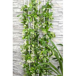 Hoogeveen 2x - Trachelospermum 'Star of Venice' - ↨65cm - Ø15 (8720955321259)
