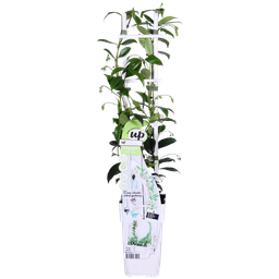 Hoogeveen 2x - Trachelospermum 'Star of Venice' - ↨65cm - Ø15 (8720955321259)