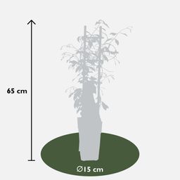 Hoogeveen 2x - Trachelospermum 'Star of Venice' - ↨65cm - Ø15 (8720955321259)