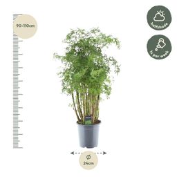 Polyscias Hawaiiana Ming - 100 cm - Ø24cm (8721081685468)