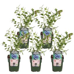 Hoogeveen 5x - Vaccinium corymbosum 'Reka' - ↨45cm - Ø13 (8720955321389)