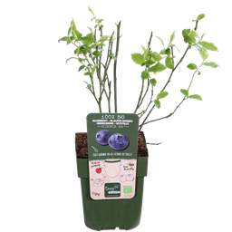Hoogeveen 5x - Vaccinium corymbosum 'Reka' - ↨45cm - Ø13 (8720955321389)