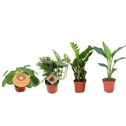 Musthave Plantenbox - 4 stuks (29457)