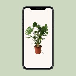 Monstera Deliciosa P21 (29830)