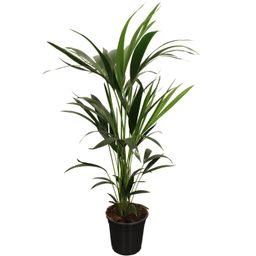 Howea Forsteriana (Kentia) 5 Pit 100-120cm (33137)
