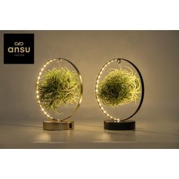 Tillandsia Led Edition Mix - 2 stuks - Ø11 cm (27038)