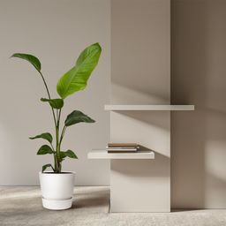 2x Strelitzia Nicolai - 100 cm - Ø17 (8721081601840)