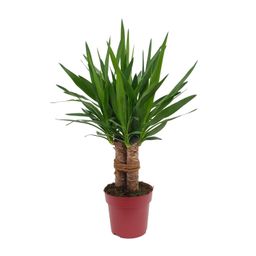 Yucca "Tres Cañas" 30 Stam P19 (25312)