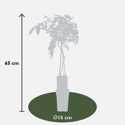 Hoogeveen 2x Wisteria sinensis 'Prolific' - ↨65cm - Ø15 (8720955321327)