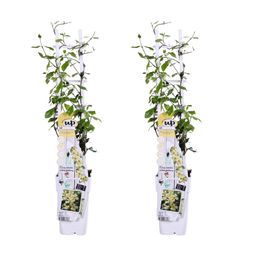 Hoogeveen 2x - Trachelospermum 'Star of Toscana' - ↨65cm - Ø15 (8720955321242)