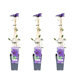 Hoogeveen 3x - Clematis The President - ↨65cm - Ø15 (8720955321044)