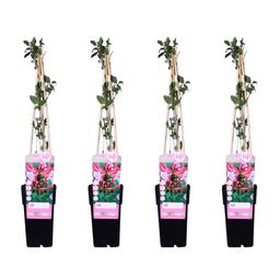 Hoogeveen 4x - Lonicera periclymenum 'Serotina' - ↨65cm - Ø15 (8720955320641)