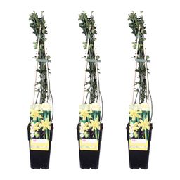 Hoogeveen 3x - Jasminum nudiflorum - ↨65cm - Ø15 (8720955320511)