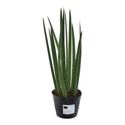 Sansevieria cylindrica 'Bacularis' / Mikado - 38 cm - ø10,5 (8721081685079)