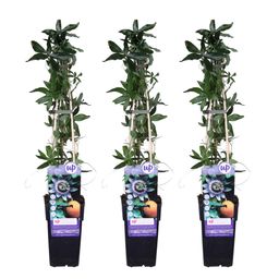 Hoogeveen 3x - Passiflora caerulea - ↨65cm - Ø15 (8720955320719)