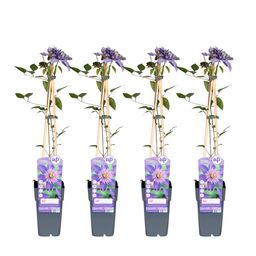 Hoogeveen 4x - Clematis Multi Blue - ↨65cm - Ø15 (8720955320955)