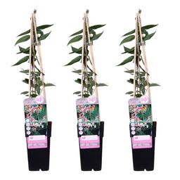 Hoogeveen 3x - Lonicera henryi - ↨65cm - Ø15 (8720955320559)