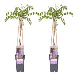 Hoogeveen 2x - Wisteria floribunda 'Naga Noda' - ↨65cm - Ø15 (8720955321297)