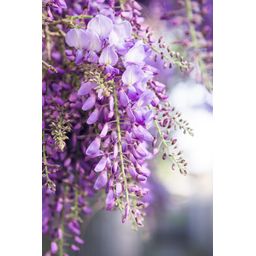 Hoogeveen 2x - Wisteria floribunda 'Naga Noda' - ↨65cm - Ø15 (8720955321297)