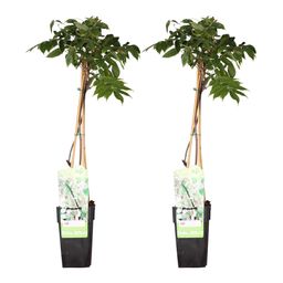 Hoogeveen 2x Wisteria floribunda 'Longissima Alba' - ↨65cm - Ø15 (8720955321280)