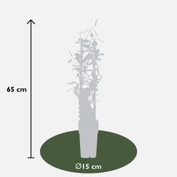 Hoogeveen 3x - Trachelospermum Mix - ↨65cm - Ø15 (8720955321266)