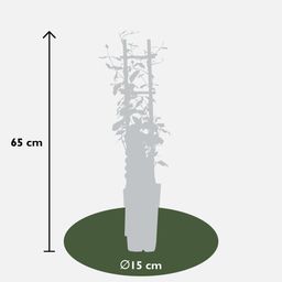 Hoogeveen 3x - Trachelospermum Mix - ↨65cm - Ø15 (8720955321266)