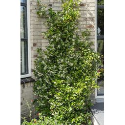 Hoogeveen 3x - Trachelospermum Mix - ↨65cm - Ø15 (8720955321266)