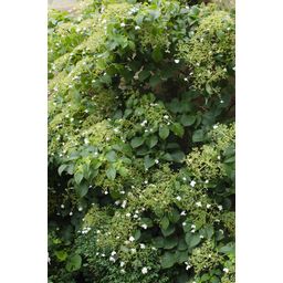 Hoogeveen 3x - Hydrangea petiolaris - ↨65cm - Ø15 (8720955320498)