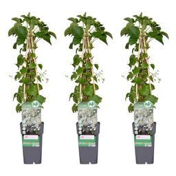 Hoogeveen 3x - Hydrangea petiolaris - ↨65cm - Ø15 (8720955320498)