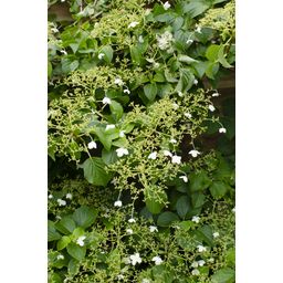 Hoogeveen 3x - Hydrangea petiolaris - ↨65cm - Ø15 (8720955320498)