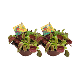Dionaea Muscipula - 2 stuks (32932)