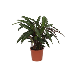 Calathea Elgergrass - 35 cm - Ø12cm (8721081685680)