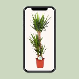 Yucca Elephantipes (15777)