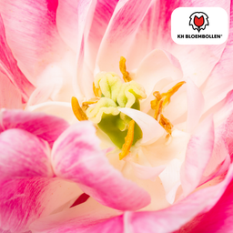 Tulpenbollen Columbus – 20 Stuks | KH Bloembollen® | Roze-Witte Dubbele Pioentulp – Elegant & Vol – Voor Tuin of Pot – Maat 11/12 – Vers van de Teler! (51142)